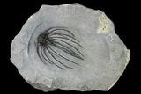 Rare, Spiny Heliopeltis Trilobite - Issoumour, Morocco #170723-1